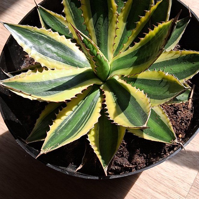 Photo of the plant species Thorn-Crested Century Plant by @FraternalMaypop named Lola on Greg, the plant care app