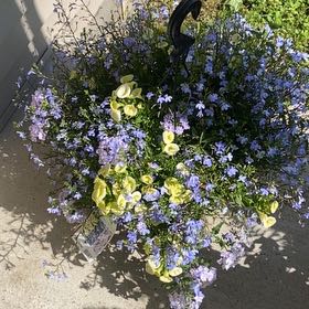 Photo of the plant species Neptune Catmint by @SwiftTwister53 named LiloStitch on Greg, the plant care app