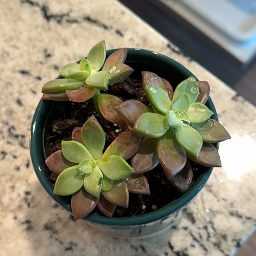 Photo of the plant species Graptosedum 'Vera Higgins' by @YeahAnthora33 named James Dean on Greg, the plant care app