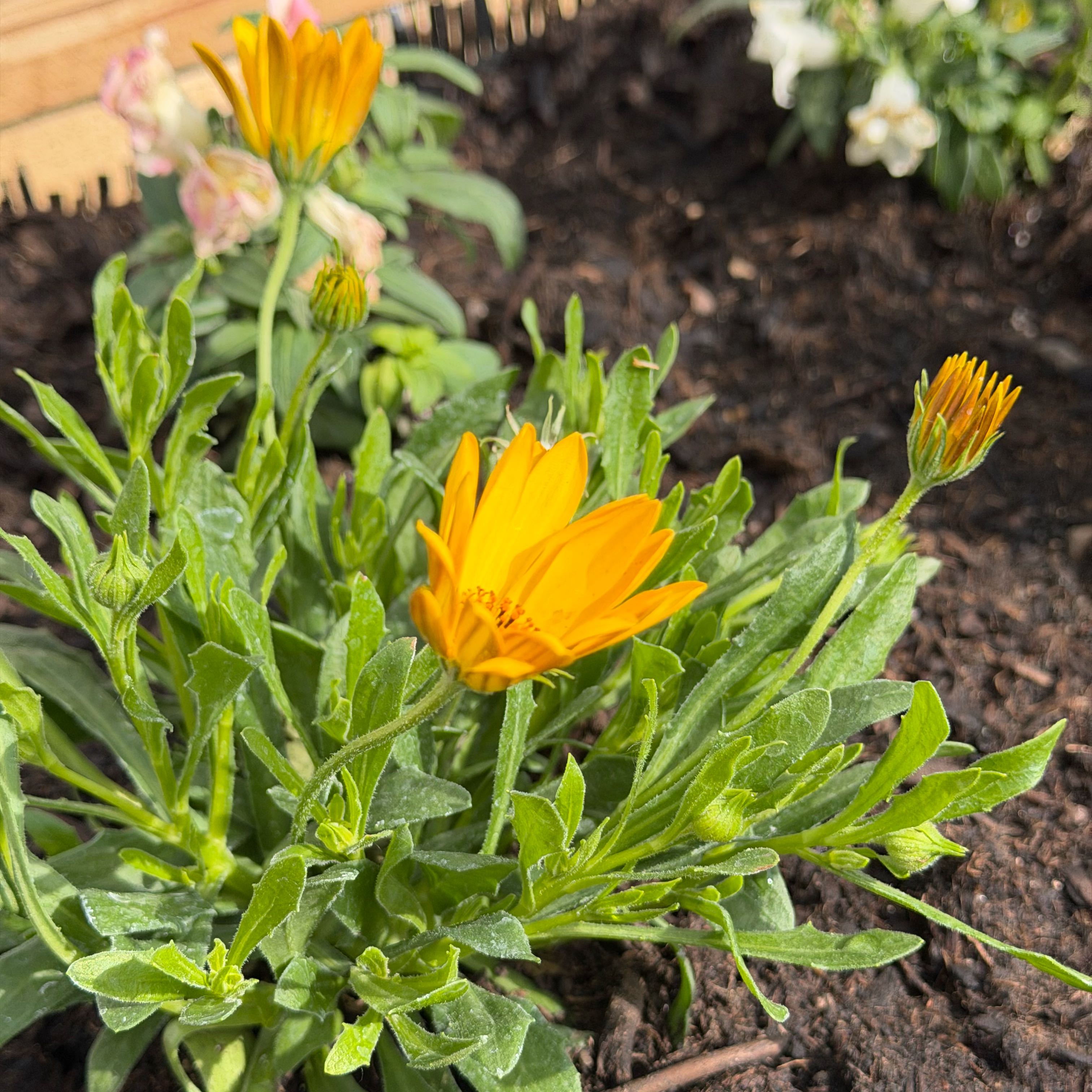 Photo of the plant species Bright Lights Yellow African Daisy by @magnolia named Bright Lights Yellow African Daisy on Greg, the plant care app