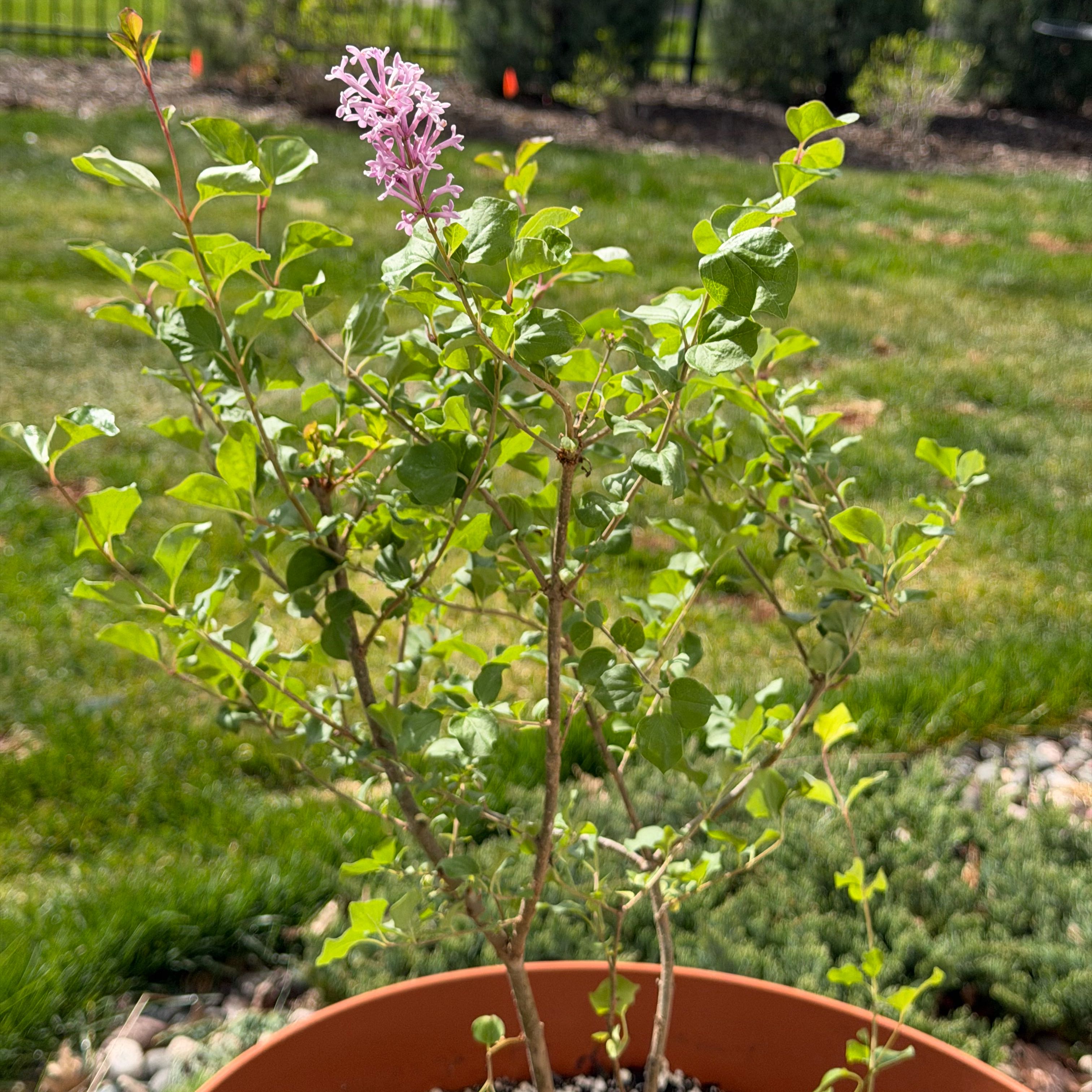 Photo of the plant species Dwarf korean lilac by @magnolia named Dwarf Korean Lilac Tree on Greg, the plant care app