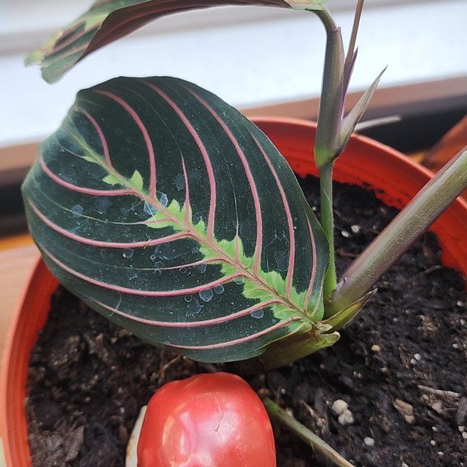 Photo of the plant species Prayer Plant by @HumbleCardoon79 named Rihanna on Greg, the plant care app