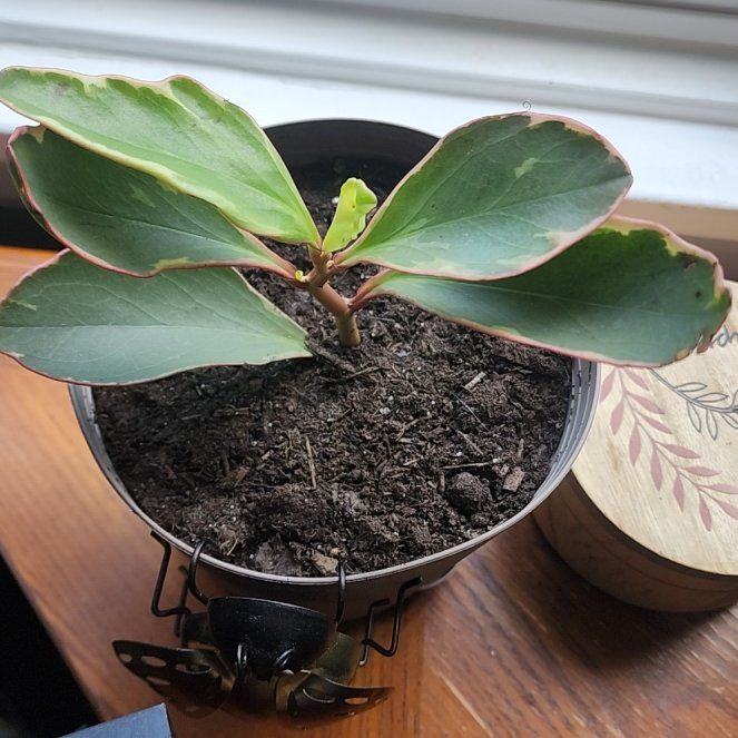 Photo of the plant species Peperomia Red Edge by @HumbleCardoon79 named Zeus on Greg, the plant care app