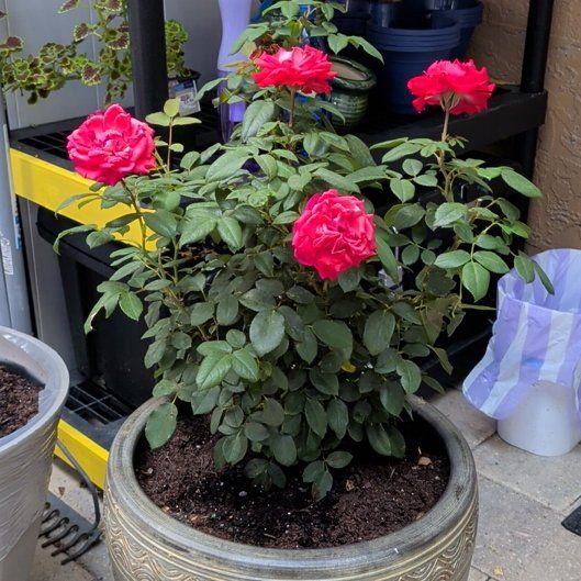 Photo of the plant species True Passion Rose by @SmoothCentro66 named Aristotle on Greg, the plant care app