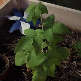 Photo of the plant species Black Raspberry by @NurseRichweed4 named Treeyoncé on Greg, the plant care app