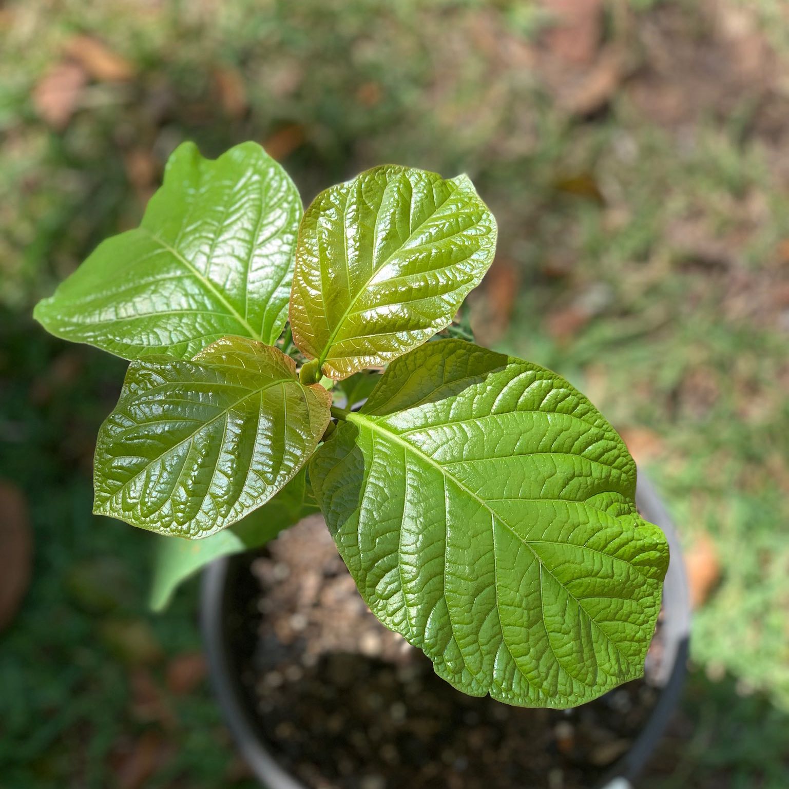 Photo of the plant species Kratom by @SomaAcacia named Hamilton Hirsuta on Greg, the plant care app