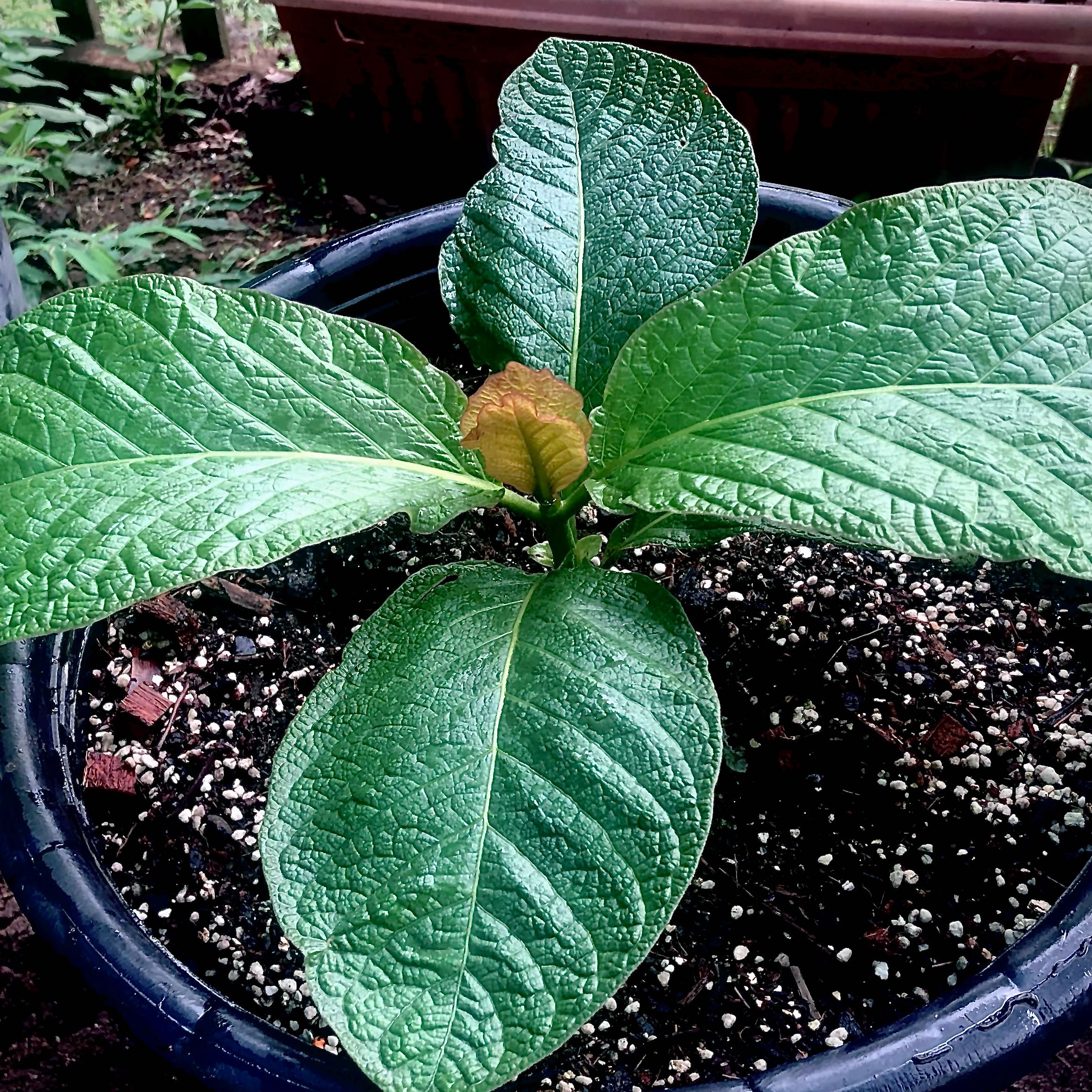 Photo of the plant species Kra Thum Na Or Wild Kratom by @SomaAcacia named Hamilton on Greg, the plant care app