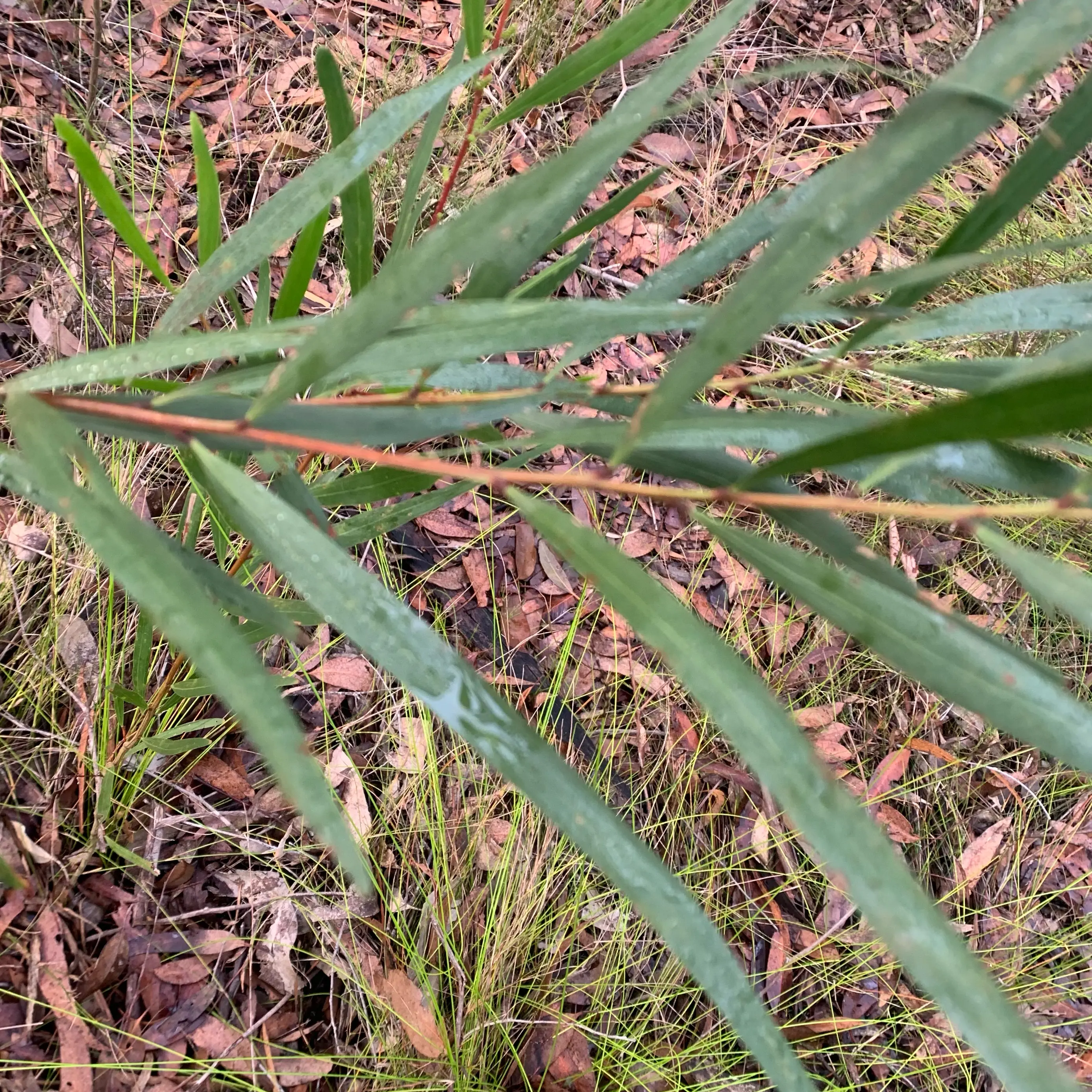 Photo of the plant species Reed Canarygrass by @SomaAcacia named Sage on Greg, the plant care app