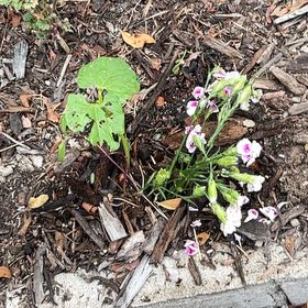 Photo of the plant species Cultivated Radish by @CoolPixiecap17 named Aristotle on Greg, the plant care app