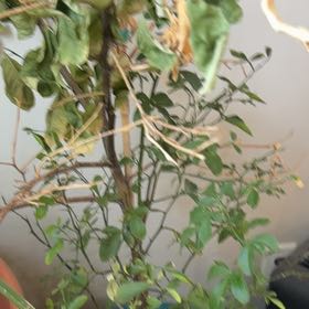Photo of the plant species Lemon Tree by @CoolEncina43 named Rosa on Greg, the plant care app