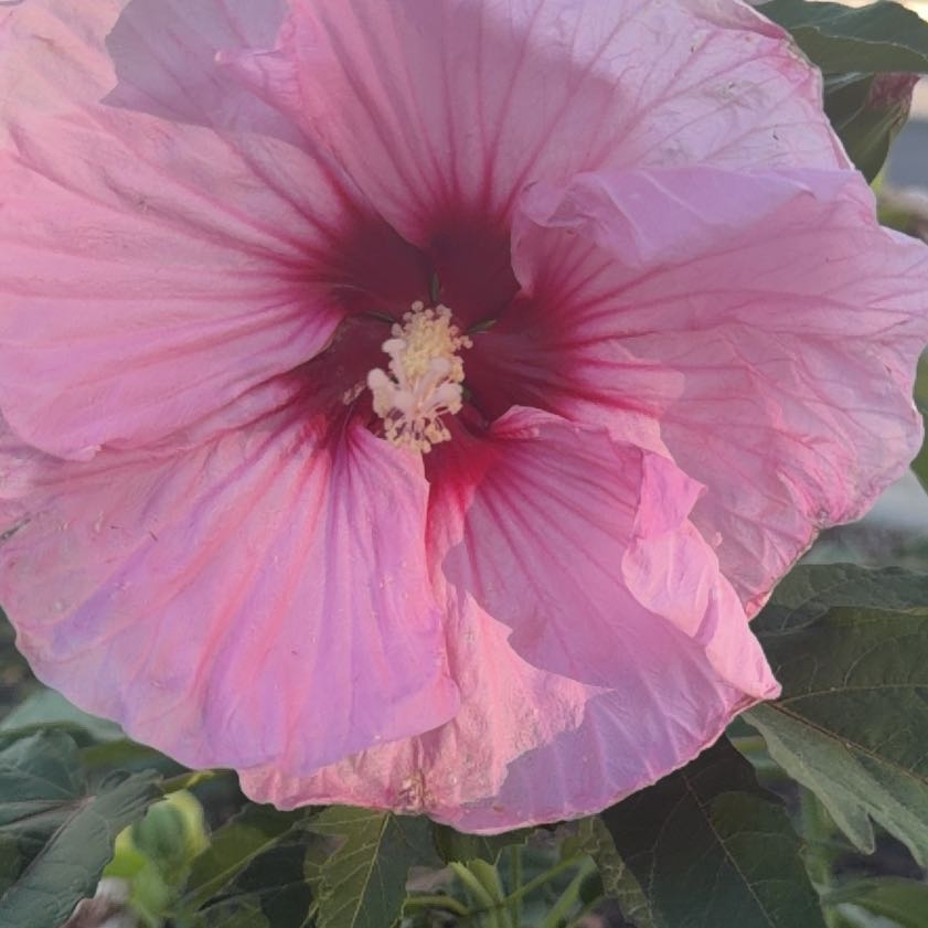 Photo of the plant species Korean Hibiscus by @CoolEncina43 named Lebron on Greg, the plant care app
