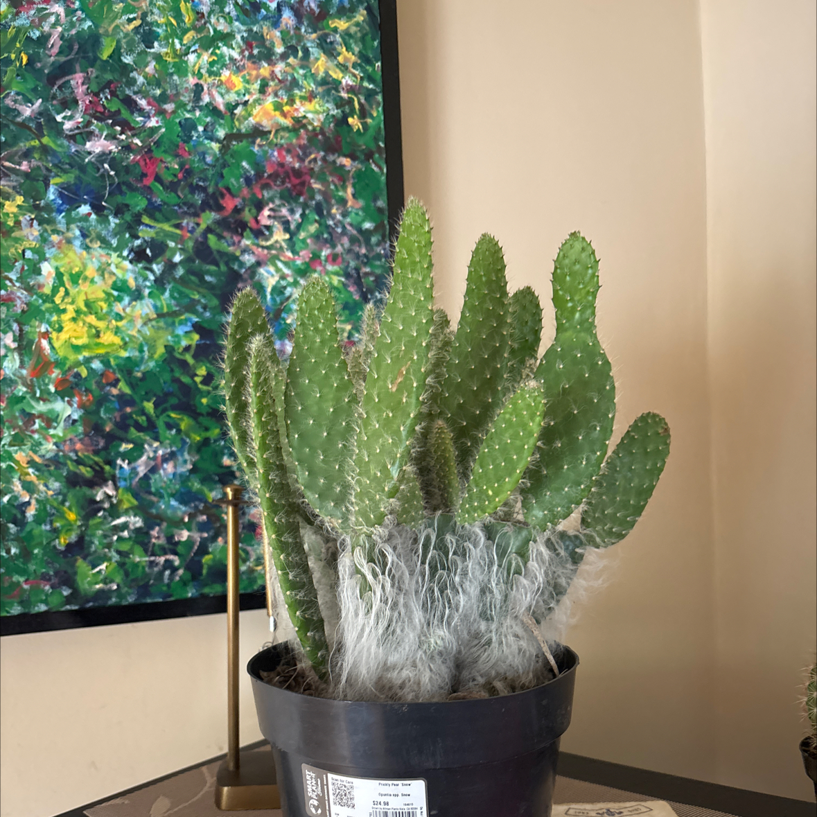 Photo of the plant species Snow Prickly Pear by @ResoluteCanna40 named Pedro on Greg, the plant care app