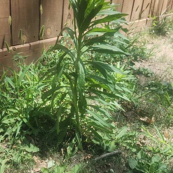 Photo of the plant species Canadian Fleabane by @LeadWingfern21 named Ulysses S Plant on Greg, the plant care app
