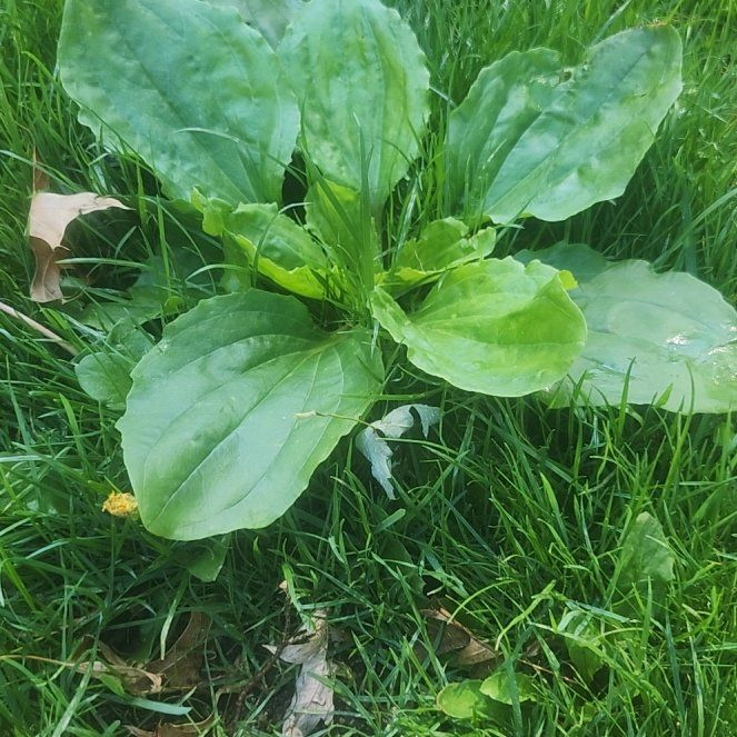 Photo of the plant species Greater Plantain by @LeadWingfern21 named Morgan Treeman on Greg, the plant care app