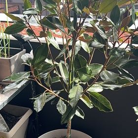 Photo of the plant species Little Gem Magnolia by @LordRedfir15 named Osmo on Greg, the plant care app