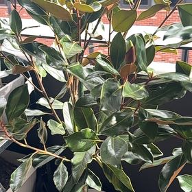 Photo of the plant species Little Gem Magnolia by @LordRedfir15 named Bodhi on Greg, the plant care app