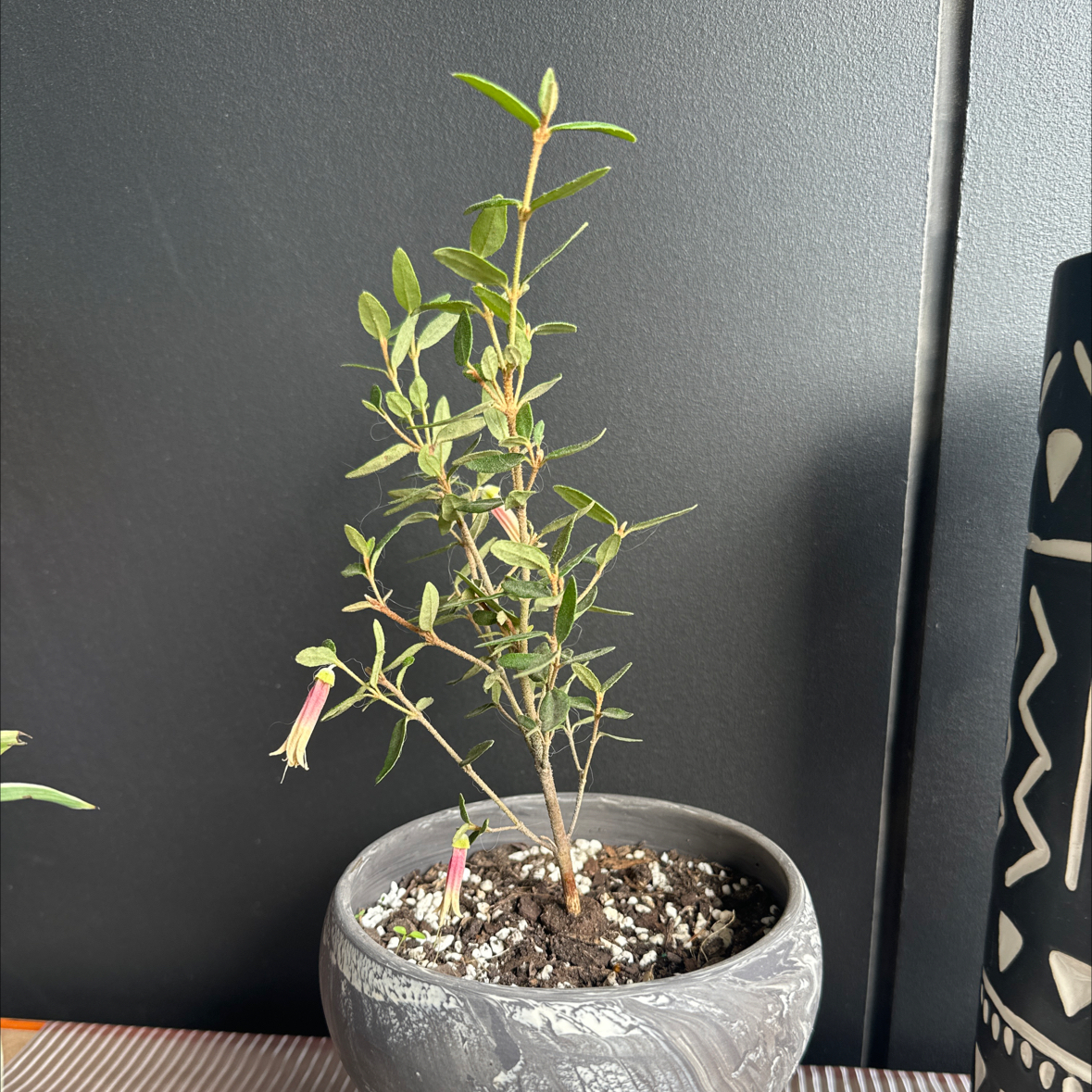 Photo of the plant species Pink Correa by @LordRedfir15 named Einstein on Greg, the plant care app