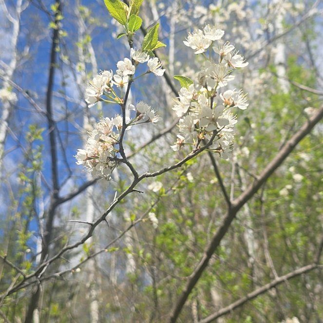 Photo of the plant species American Plum by @HotSeaoats30 named Marilyn on Greg, the plant care app