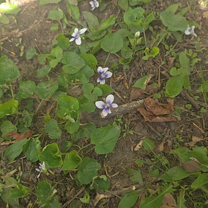 Photo of the plant species Australian Violet by @HotSeaoats30 named da Vinci on Greg, the plant care app