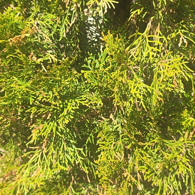 Photo of the plant species Southern White Cedar by @HotSeaoats30 named James Dean on Greg, the plant care app