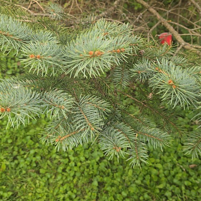 Photo of the plant species Blue Spruce by @HotSeaoats30 named Queen on Greg, the plant care app