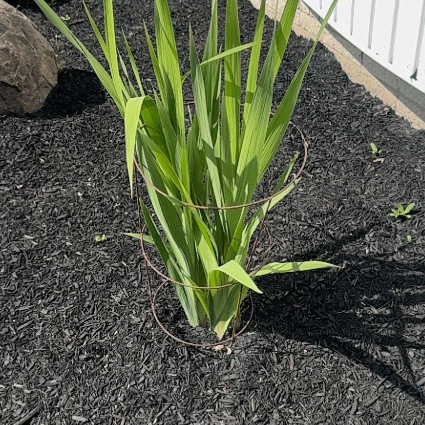 Photo of the plant species Greater Cobra Lily by @LikelyTawapou39 named Eva on Greg, the plant care app