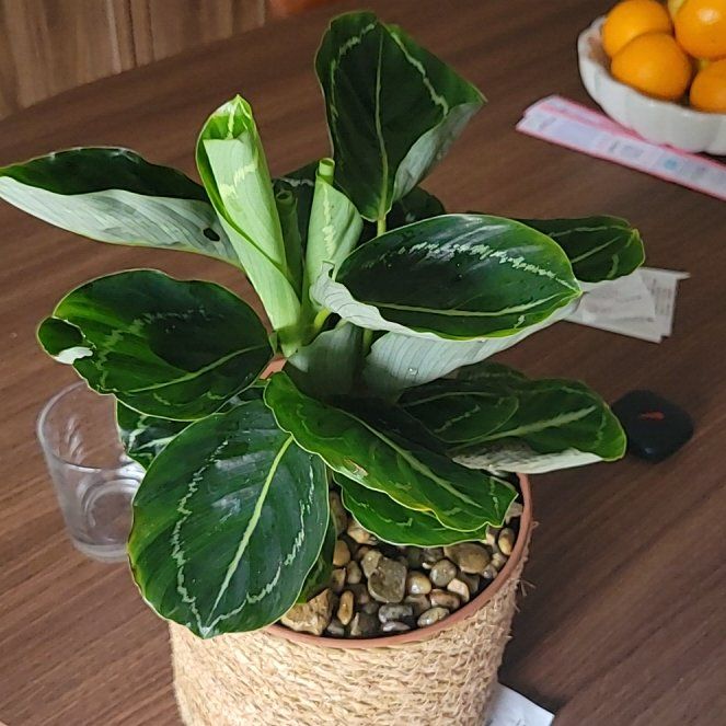 Photo of the plant species Green Lipstick Calathea by @evavouille named Théa on Greg, the plant care app