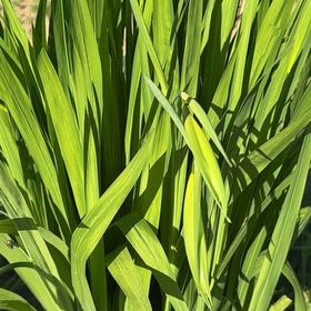 Photo of the plant species Chasmanthe Floribunda by @NiceTrextoes90 named Winston on Greg, the plant care app