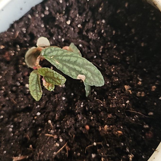 Photo of the plant species Watermelon Vine by @QueenSeamango41 named Rosa on Greg, the plant care app