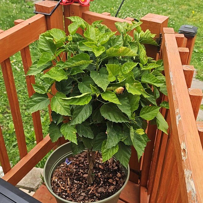 Photo of the plant species Braided Hibiscus by @QueenSeamango41 named Daphne on Greg, the plant care app