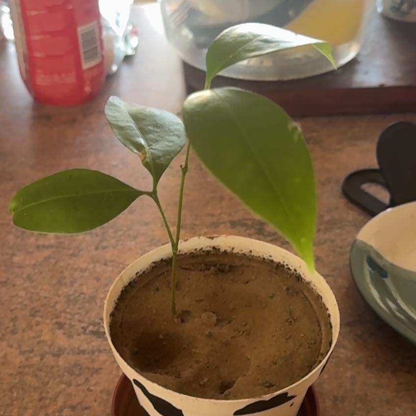 Photo of the plant species Sweetheart Lychee Tree by @SightlyShamrock named Gomez on Greg, the plant care app