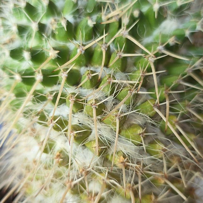 Photo of the plant species Mammillaria karwinskiana 'Nejapensis' by @ConvictiveIvy20 named Orwell on Greg, the plant care app