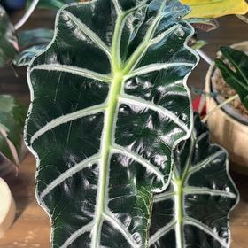Photo of the plant species Alocasia 'Polly' by @LiteraryChia27 named Osmo on Greg, the plant care app