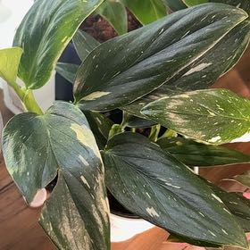 Photo of the plant species monstera standleyana by @LiteraryChia27 named Captain Plant-it on Greg, the plant care app