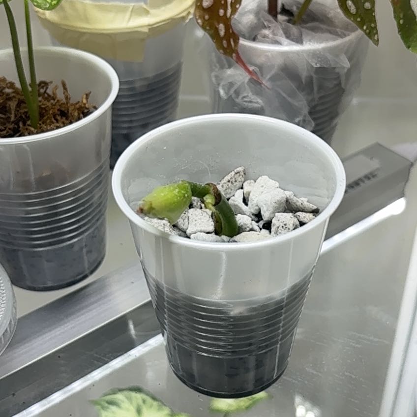 Photo of the plant species Dark Mystery Pilea by @LiteraryChia27 named Apollo on Greg, the plant care app