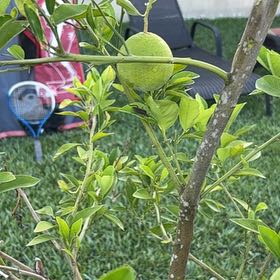 Photo of the plant species Hardy Orange by @IntenseChilli42 named Dolores on Greg, the plant care app