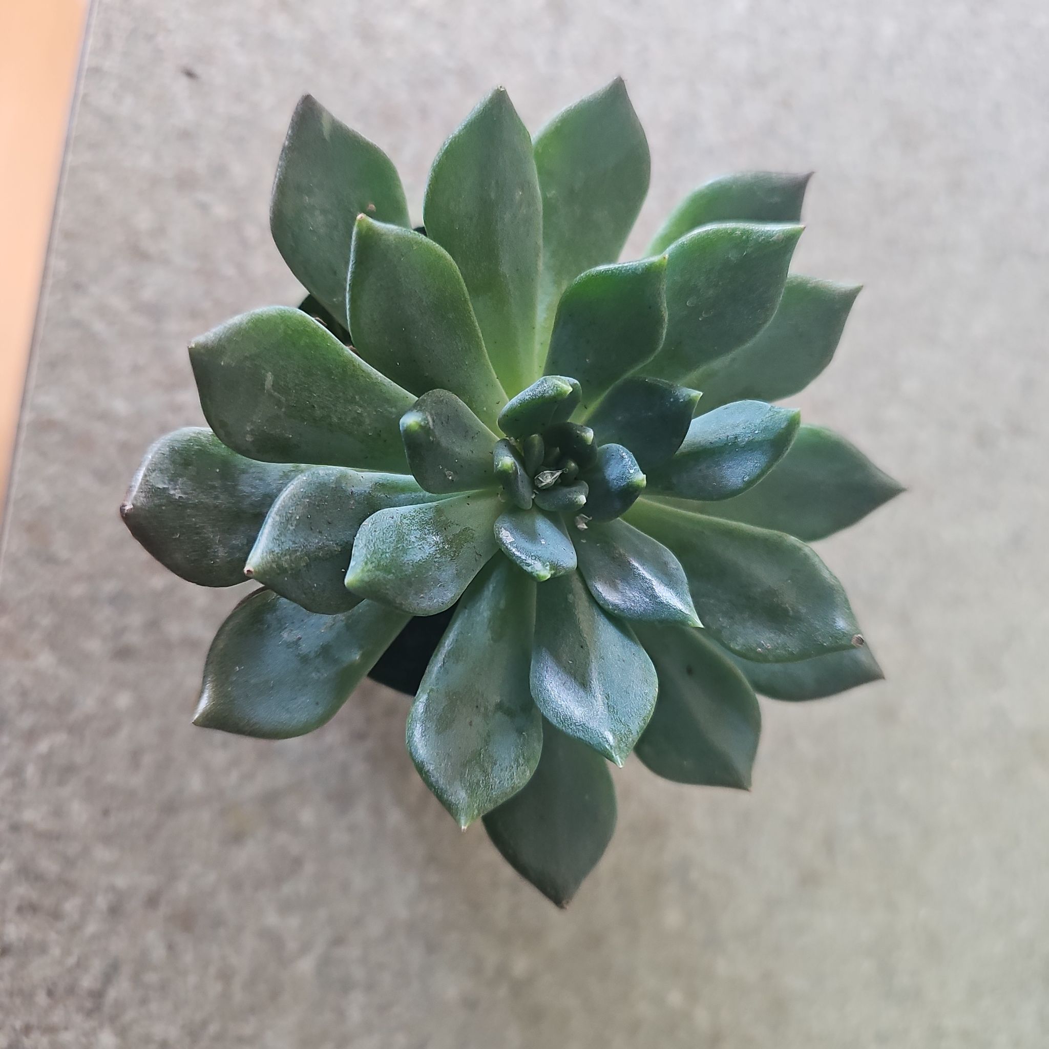 Photo of the plant species Sedeveria 'Dark Elf' by @FunGreen65 named Forrest on Greg, the plant care app