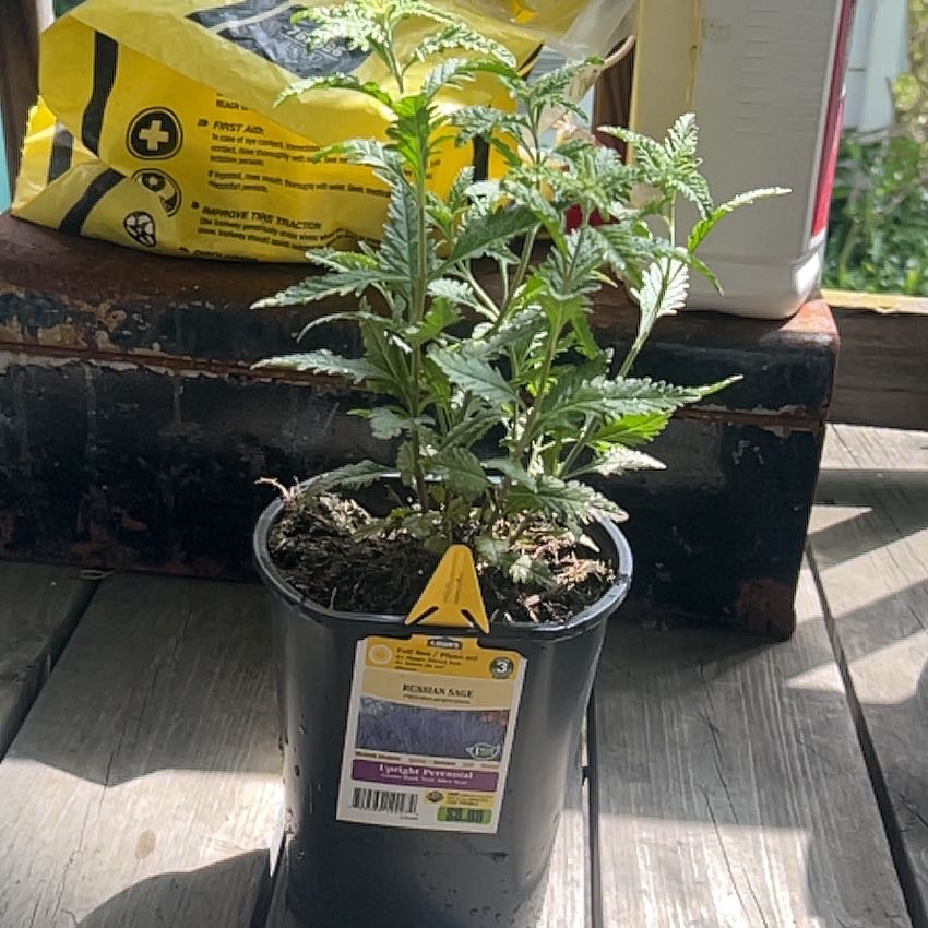 Photo of the plant species Russian Sage 'Zasha' by @HeadRedpagoda4 named Sonora on Greg, the plant care app