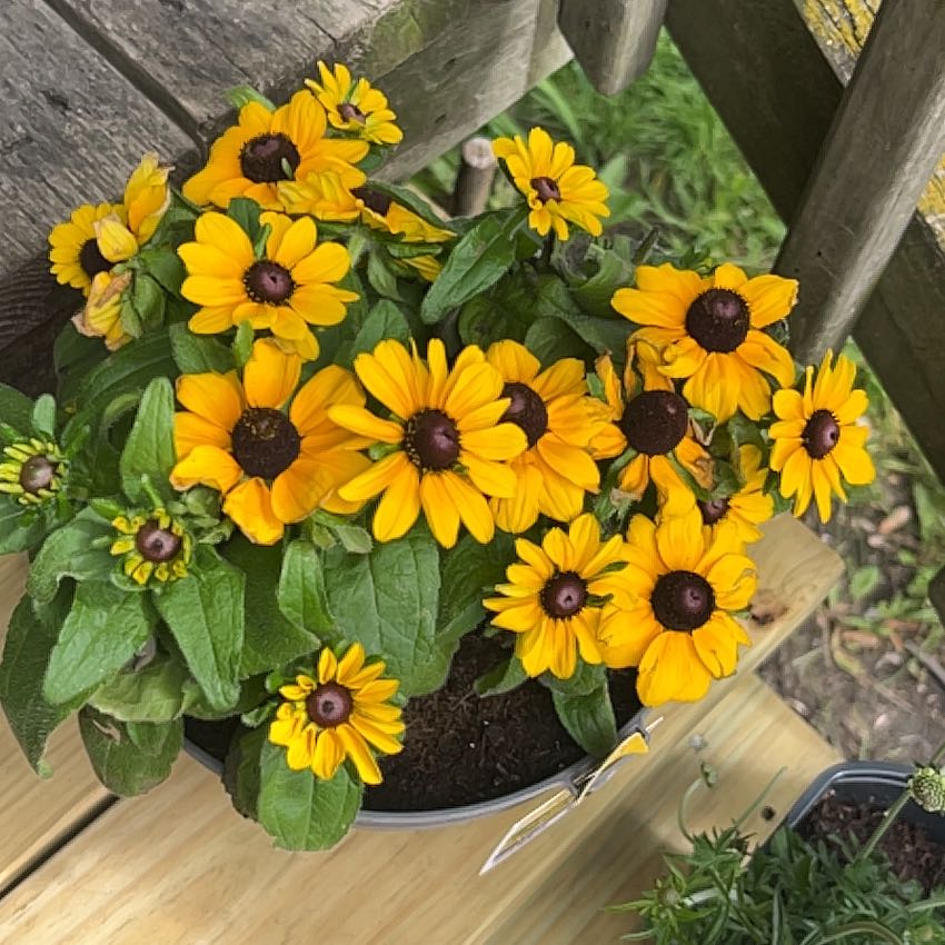 Photo of the plant species Blackeyed Susan by @HeadRedpagoda4 named Elle on Greg, the plant care app