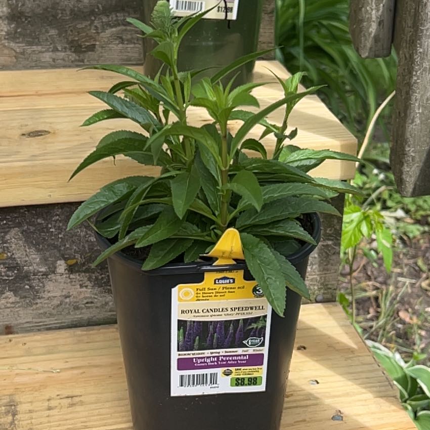 Photo of the plant species Veronica 'Royal Candles' by @HeadRedpagoda4 named Bella on Greg, the plant care app