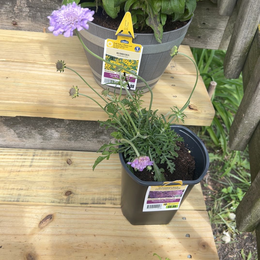 Photo of the plant species Sixalix atropurpurea by @HeadRedpagoda4 named Butterfly Blue on Greg, the plant care app