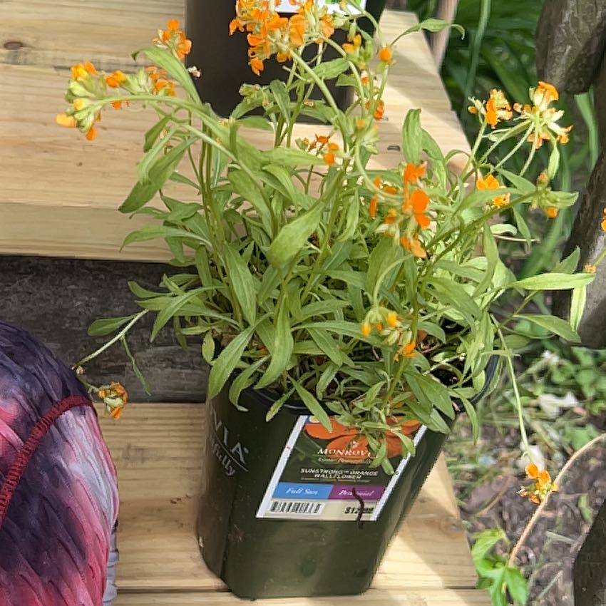 Photo of the plant species Erysimum 'Sunstrong Orange' by @HeadRedpagoda4 named Forrest on Greg, the plant care app