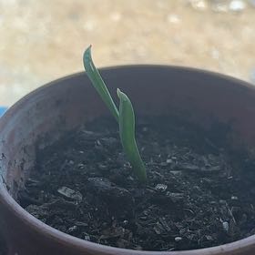 Photo of the plant species Garlic by @ProSnowrose73 named James Dean on Greg, the plant care app