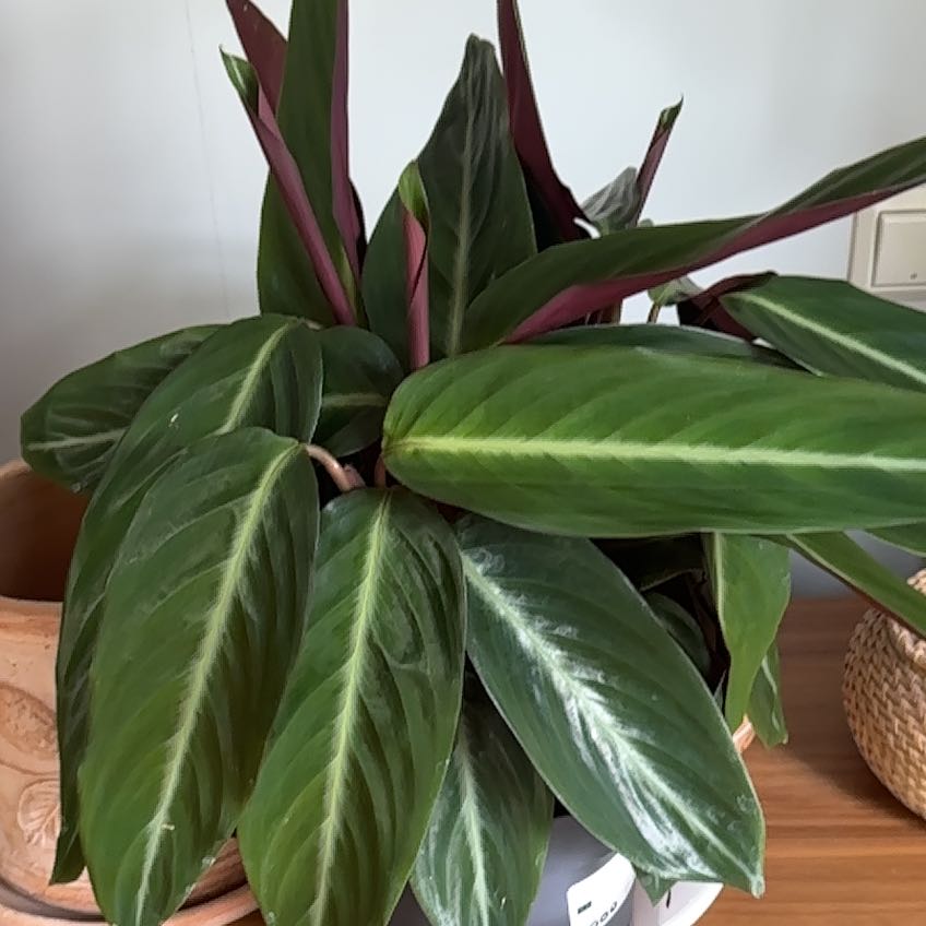 Photo of the plant species Magic Star calathea by @WinCatpalm9 named Bella on Greg, the plant care app