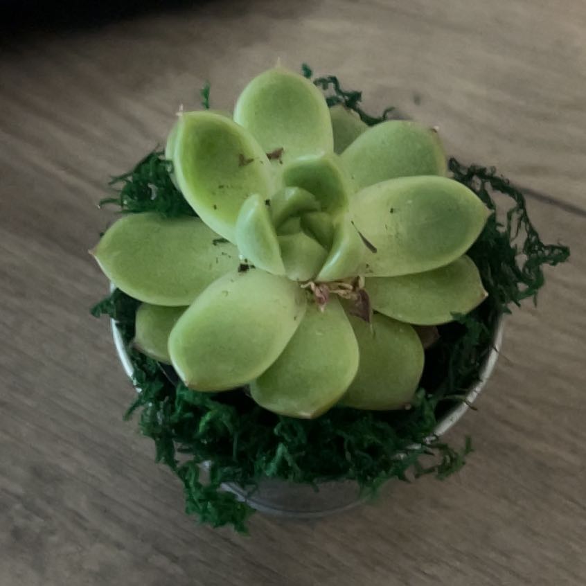 Photo of the plant species succulent by @SvelteBanksrose named Nemo on Greg, the plant care app