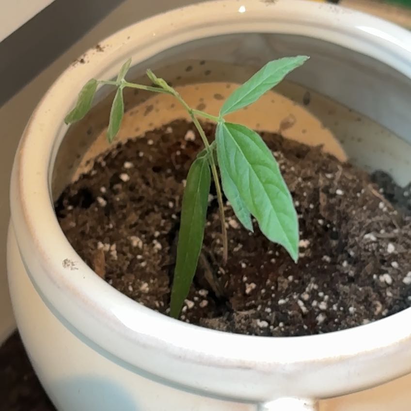 Photo of the plant species Pigeon Pea by @MovingBulrush49 named Bumi on Greg, the plant care app
