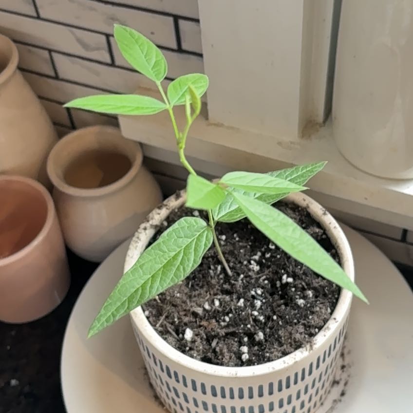 Photo of the plant species Pigeon Pea by @MovingBulrush49 named Pabu on Greg, the plant care app