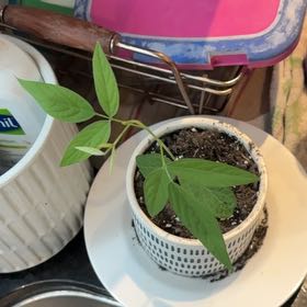 Photo of the plant species Pigeon Pea by @MovingBulrush49 named Bosco on Greg, the plant care app