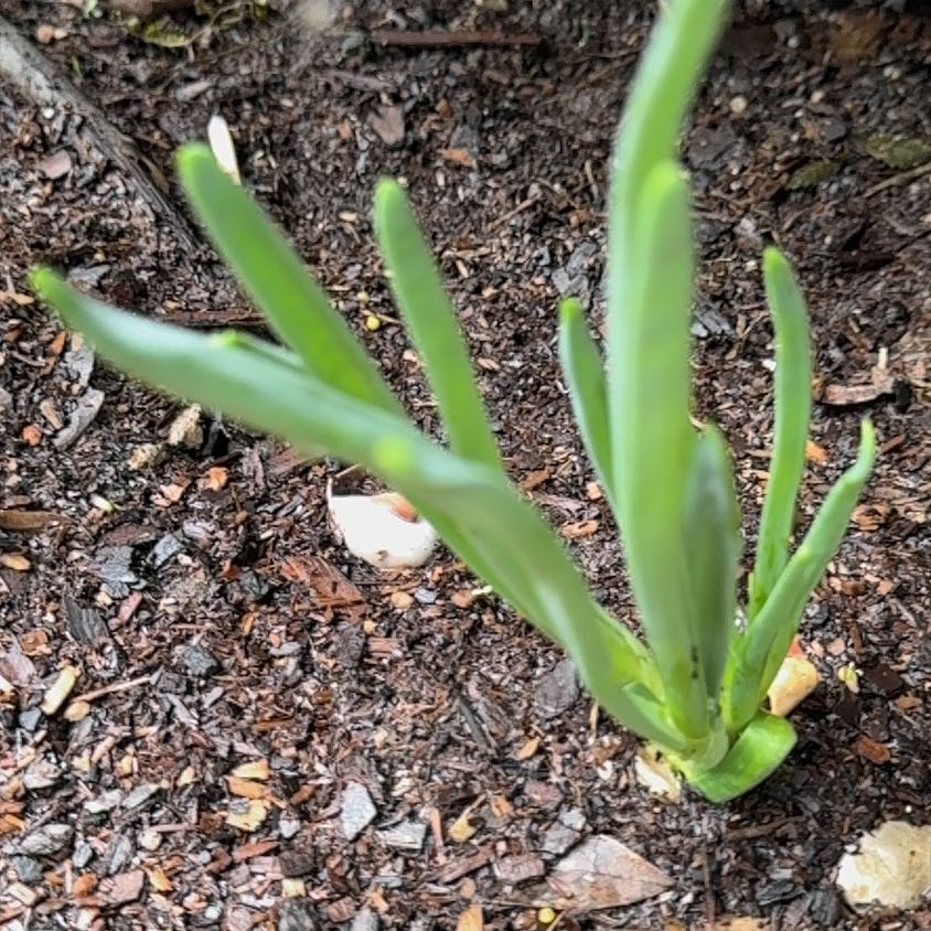Photo of the plant species Globe Onion by @FitSeagrape84 named Rihanna on Greg, the plant care app