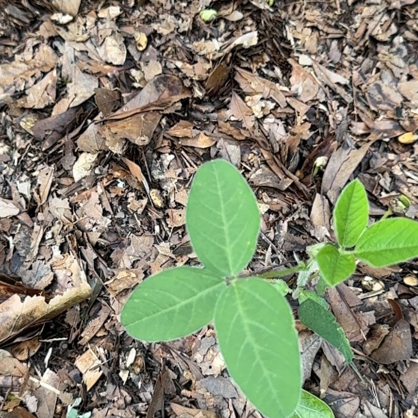 Photo of the plant species Soybean by @FitSeagrape84 named Khaleesi on Greg, the plant care app